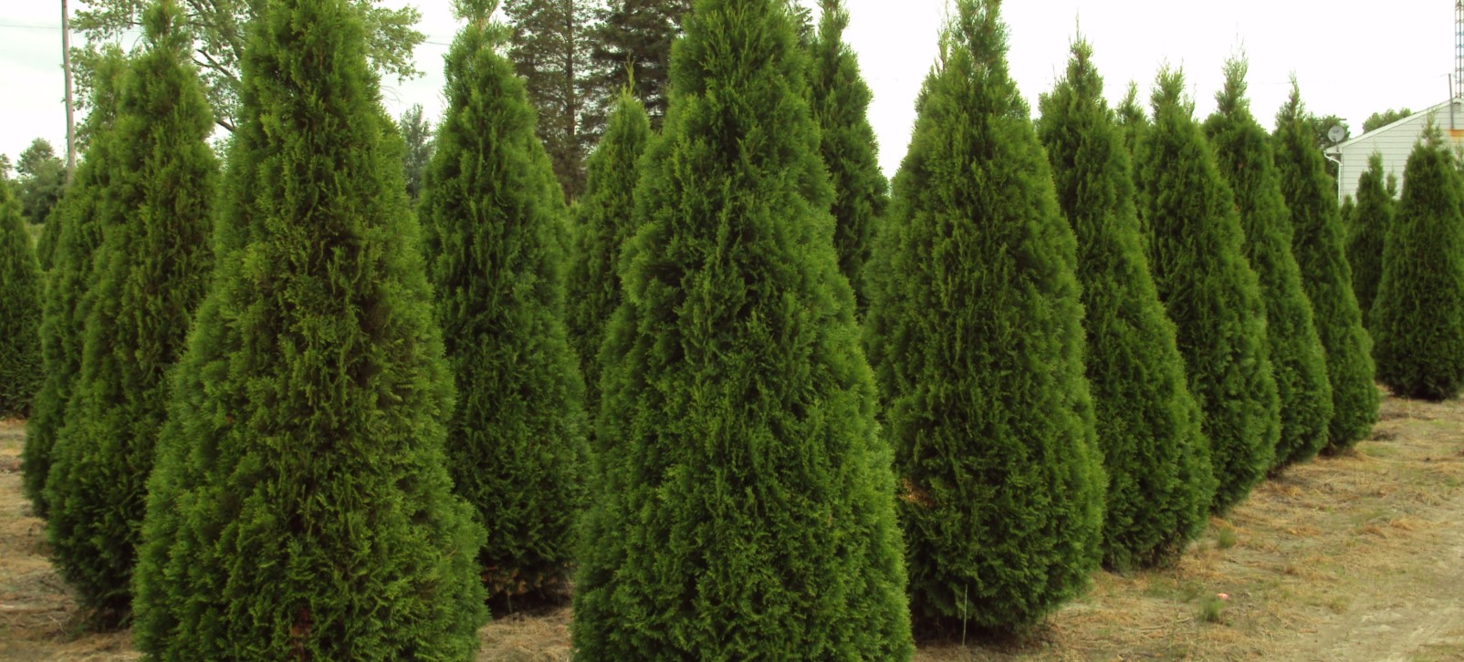 Field Grown Cedars