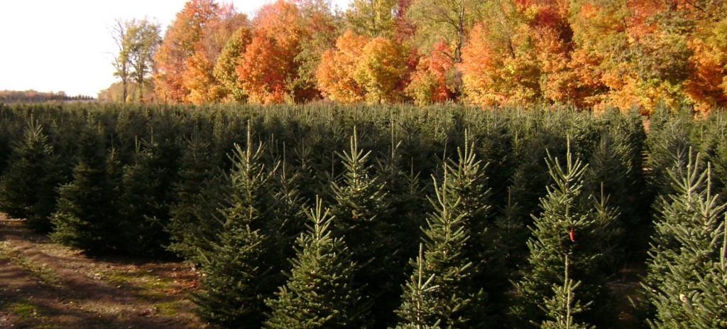 Abies Fraseri (Fraser Fir)