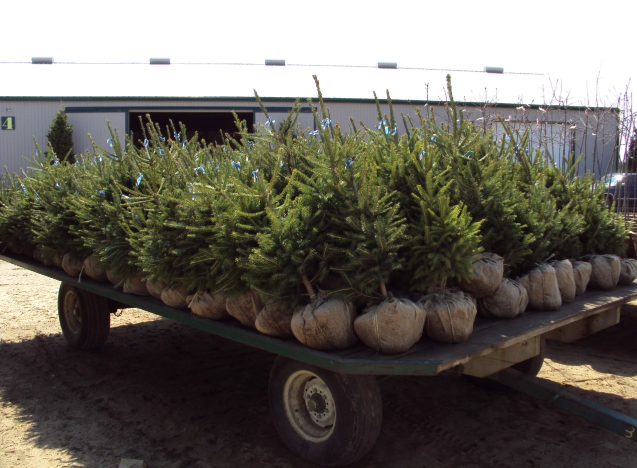 Christmas tree shop nursery