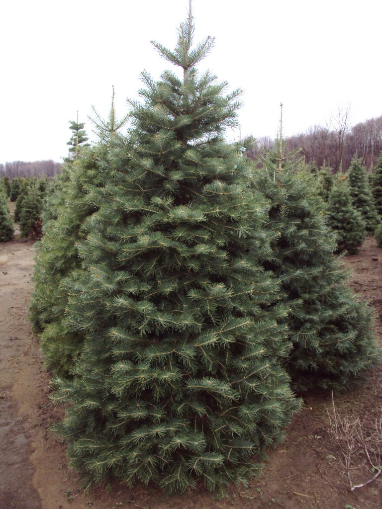 Abies concolor (Concolor Fir)